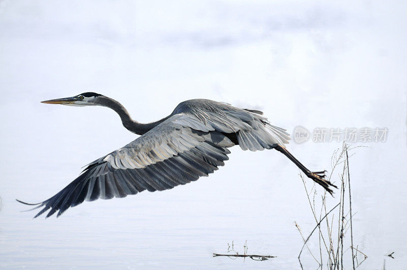 大蓝鹭起飞的Ardea herodias